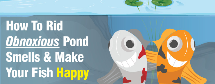 How To Ride Obnoxious Pond Smells & Make Your Fish Happy