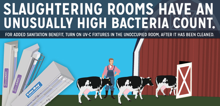 Slaughtering Rooms Have An Unusually High Bacteria Count